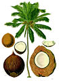 Kokos.jpg