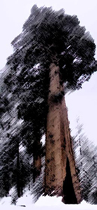 Riesenmamutbaum.jpg