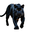 Panther.png