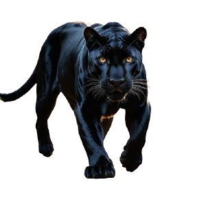 Panther.png