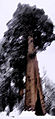 Riesenmamutbaum.jpg