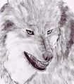 Wolf2.jpg